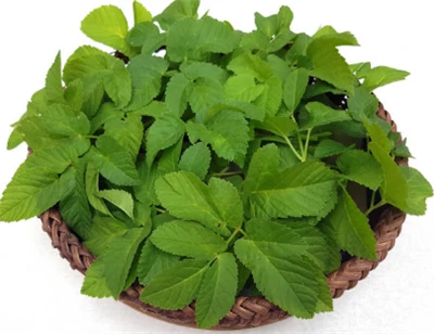 Why Is Gynostemma Leaf Extract Powder Gaining Attention in the Natural Health...